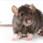 rat
